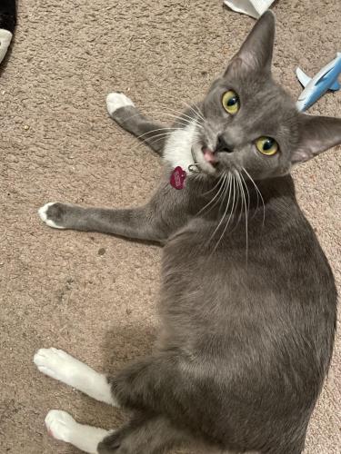 Lost Female Cat last seen Lakeview Ct Kyle , Kyle, TX 78640