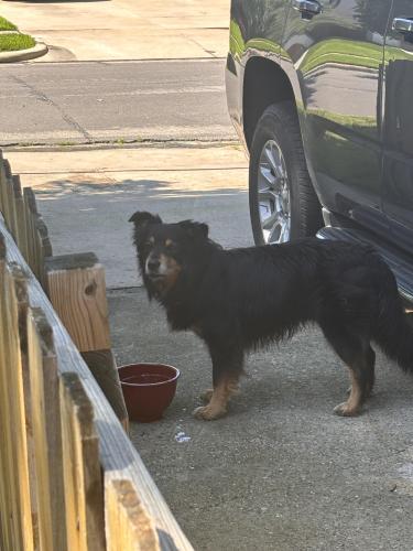 Found/Stray Male Dog last seen Valley Ridge and Dresden , Dallas, TX 75220