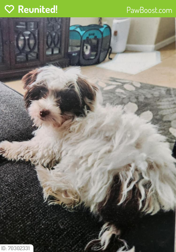 Reunited Female Dog in Chula Vista, CA 91913 (ID 70302331) PawBoost