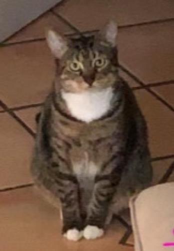 Lost Female Cat last seen Down the street from publix, Fort Lauderdale, FL 33304