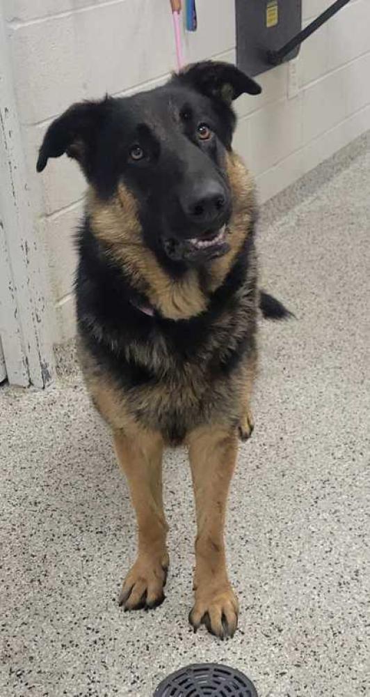 Shelter Stray Male Dog last seen Near E 10th St, 64116, MO, Kansas City, MO 64132