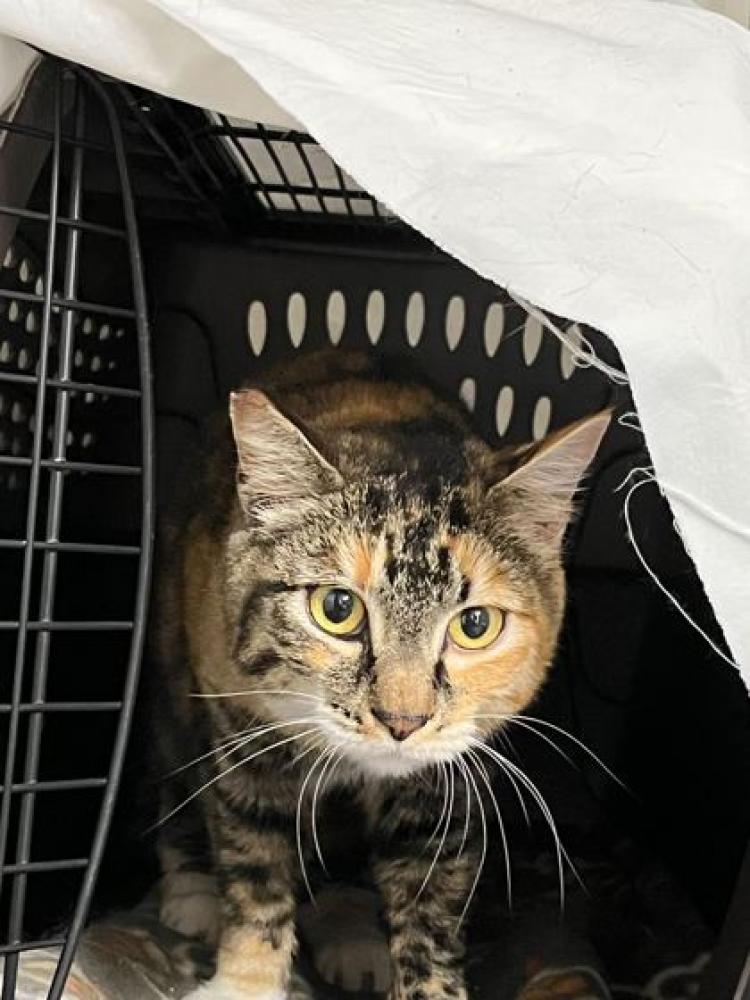 Shelter Stray Female Cat last seen Seattle, WA , Seattle, WA 98119