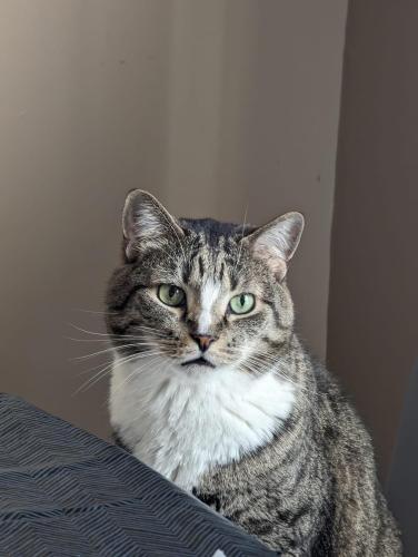Lost Male Cat last seen Charles snider , Loveland, OH 45140
