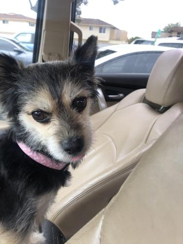 Found/Stray Female Dog last seen Westminster DMV, Westminster, CA 92683