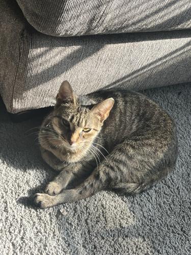 Lost Female Cat last seen  , Madison Heights, MI 48071
