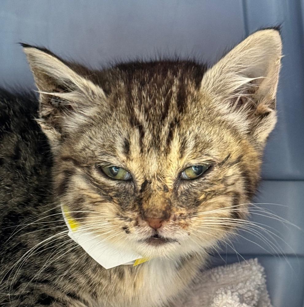 Shelter Stray Female Cat last seen NE 99th Ave / NE Sandy Blvd, PORTLAND, OR, 97220, Troutdale, OR 97060