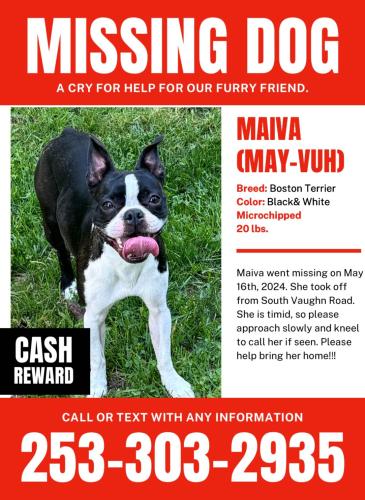 Lost Female Dog last seen Near South Vaughn Rd NW Vaughn, WA  98394 United States, Vaughn, WA 98394