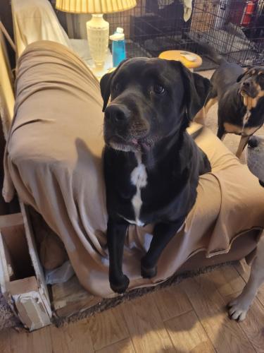 Lost Male Dog last seen Red Sunset Maple & King, Nampa, ID 83687