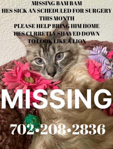 Lost Male Cat last seen Pecos and Carey, Las Vegas, NV 89115