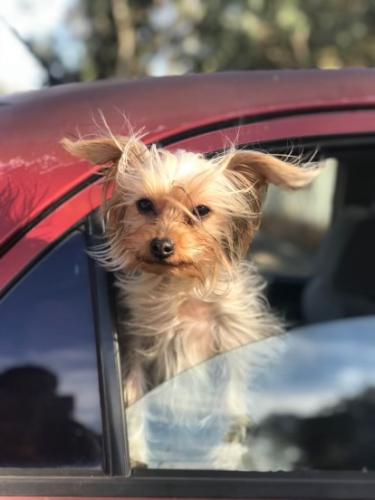 Lost Female Dog last seen Selma Place - Creaton drive- Roswell St. , San Diego, CA 92114