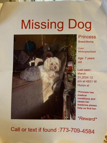 Lost Female Dog last seen Near next block , Chicago, IL 60644