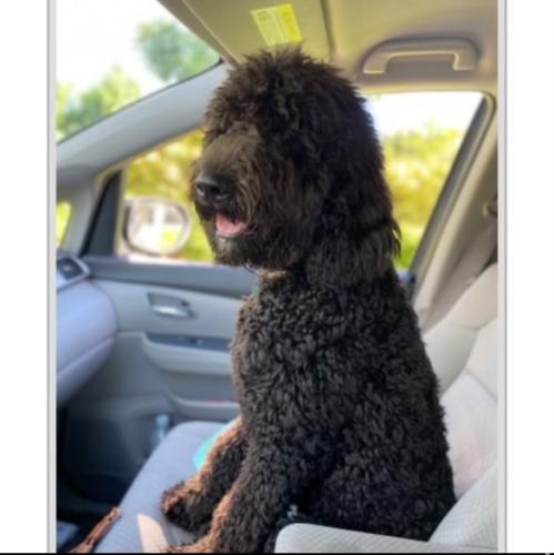 Lost Male Dog last seen Thomas street and 43 st, Hollywood, FL 33021