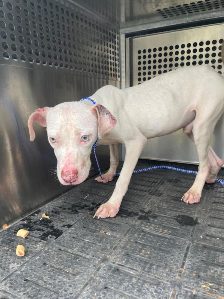 Shelter Stray Male Dog last seen Near BLOCK HOWERINGTON, Austin, TX 78702