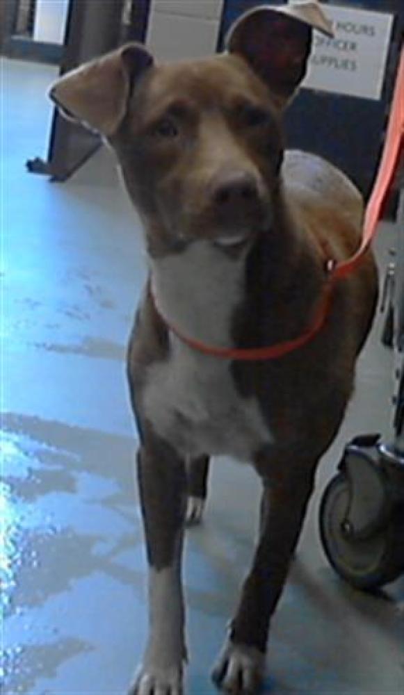 Shelter Stray Female Dog last seen Near BLOCK LILLINGTON HWY, SPRING LAKE NC 28390, Fayetteville, NC 28306