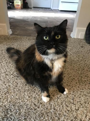 Lost Female Cat last seen Ruddell road and Lacey blvd , Lacey, WA 98503