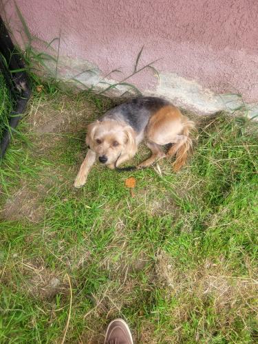 Found/Stray Male Dog last seen Park convalescent center, Pomona, CA 91768
