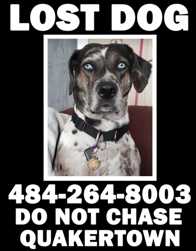 Lost Female Dog last seen Quakertown, PA, Quakertown, PA 18951