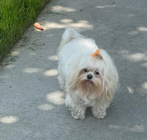 Lost Female Dog last seen Noble between Plummer and Nordhoff, Los Angeles, CA 91343