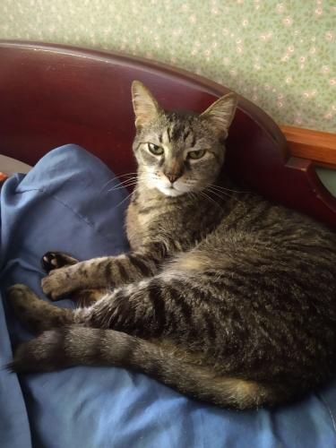 Lost Male Cat last seen Sturbridge Drive, between South Court and Wadsworth Road, Medina, OH 44256