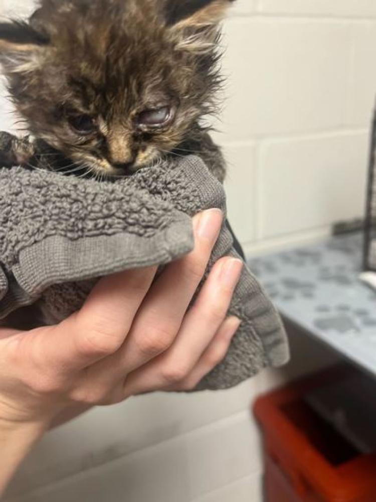 Shelter Stray Female Cat last seen Knox County, TN , Knoxville, TN 37919