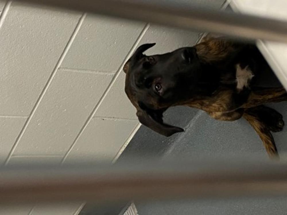 Shelter Stray Female Dog last seen Westlake, TX , Keller, TX 76248