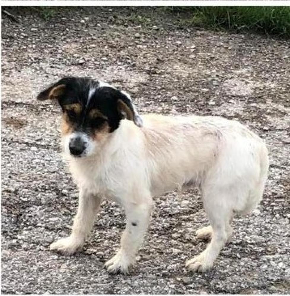 Shelter Stray Male Dog last seen Mason County, WV 25515, Point Pleasant, WV 25550