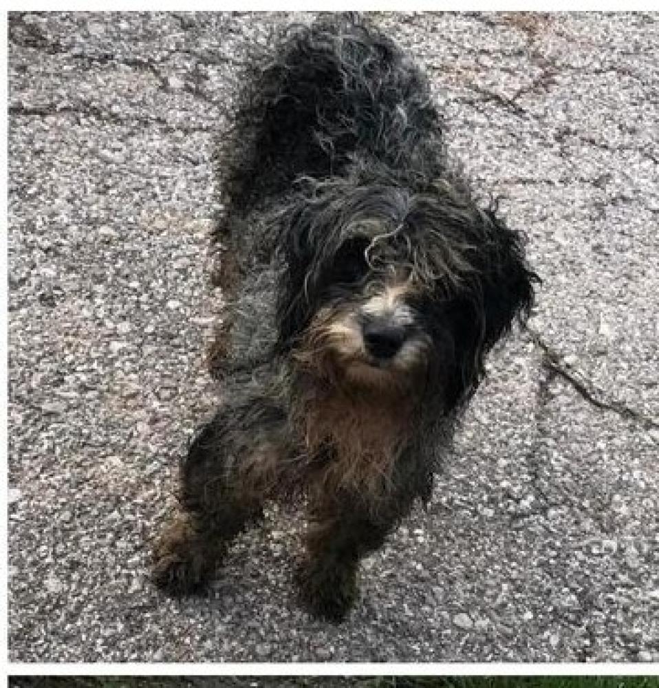 Shelter Stray Male Dog last seen Mason County, WV 25515, Point Pleasant, WV 25550