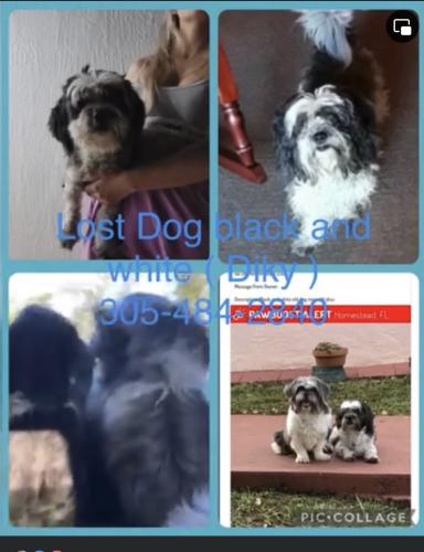 Lost Male Dog last seen Near sw 284 terr hmstd,fl ,33033, Homestead, FL 33033