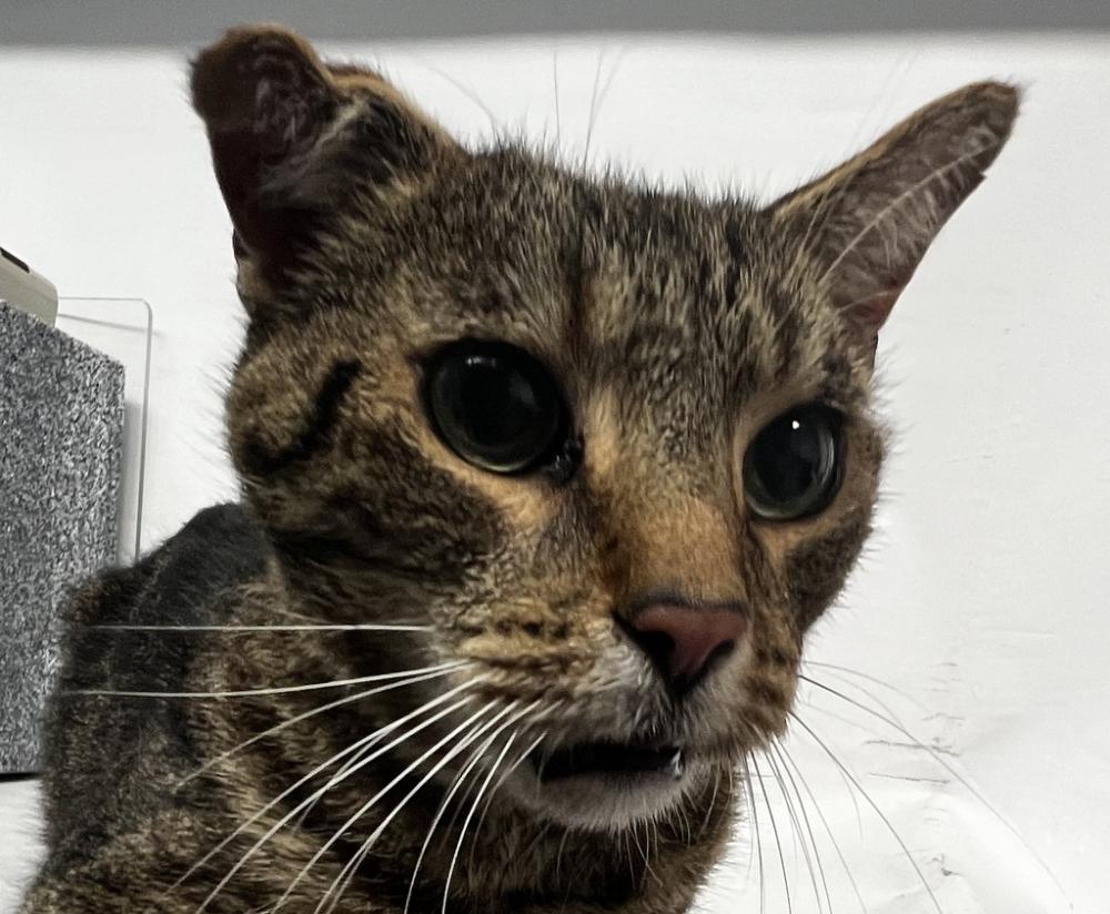 Shelter Stray Male Cat last seen Near Hull Street, BROOKLYN, NY, 11233, New York, NY 11208