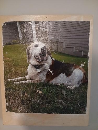 Lost Male Dog last seen Ewing chapel and brook rd , Dacula, GA 30019