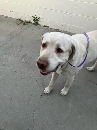Found/Stray Male Dog last seen Near S. Mountain Ave. Duarte, CA 91010, Duarte, CA 91010