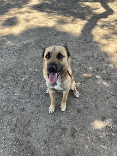 Lost Male Dog last seen Block Rd and Little Ave Gridley Ca, Gridley, CA 95948