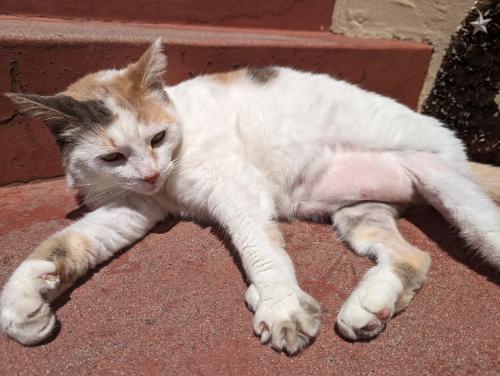 Lost Female Cat last seen 22nd & E Streets, San Diego, CA 92102