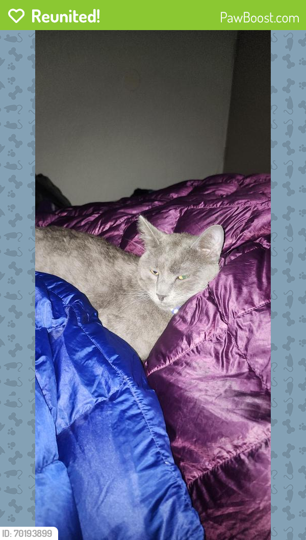 Reunited Male Cat last seen Blakely Dam, Boat launch south of Avery Day use area., Mountain Pine, AR 71956