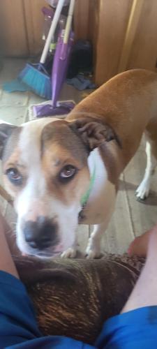 Lost Male Dog last seen US27 AND S US 129, Suwannee County, FL 32008