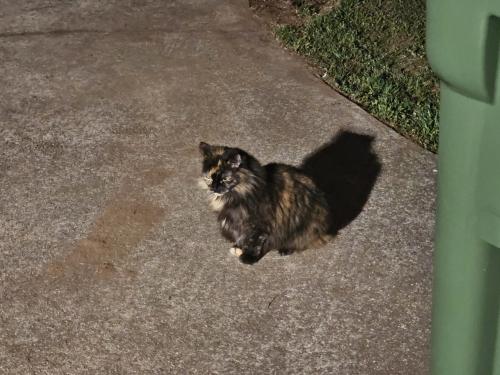 Lost Female Cat last seen East Butler Road, SC , Greenville, SC 29607
