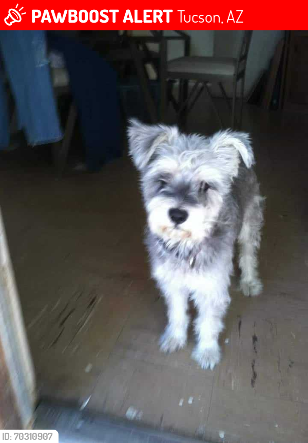 Lost Male Dog last seen Blacklidge&edith, Tucson, AZ 85716