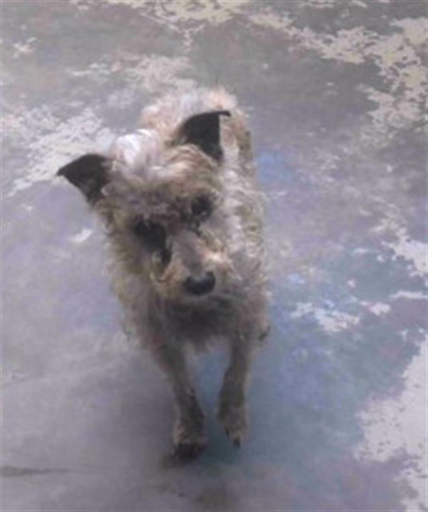 Shelter Stray Female Dog last seen Near BLOCK GEARHART RD, TALLAHASSEE FL 32303, Tallahassee, FL 32311