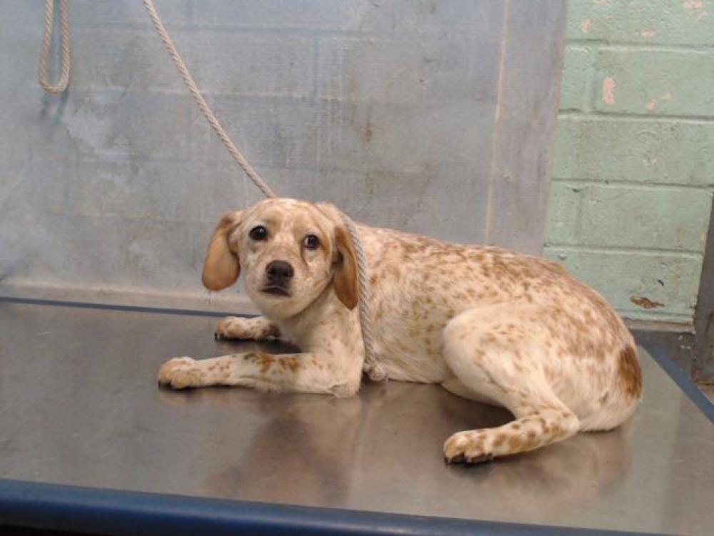 Shelter Stray Female Dog last seen , Gardena, CA 90248