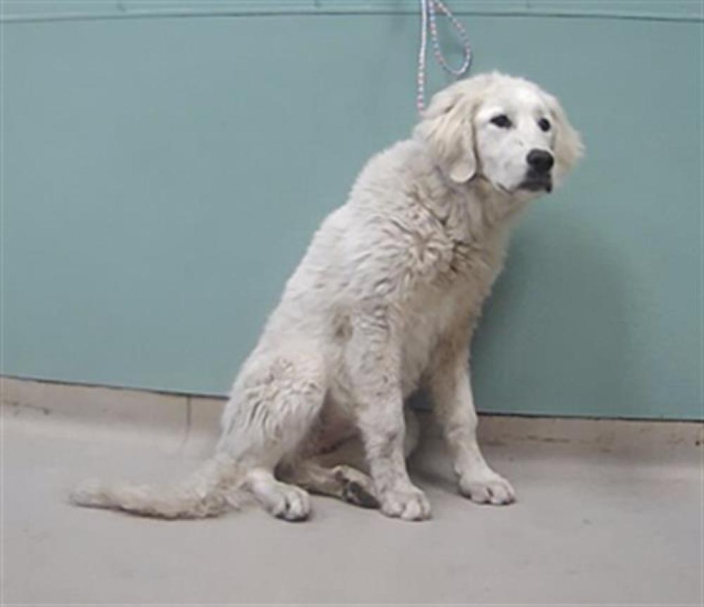 Shelter Stray Female Dog last seen Near BLOCK SECURITY CIR, RENO NV 89506, Reno, NV 89502