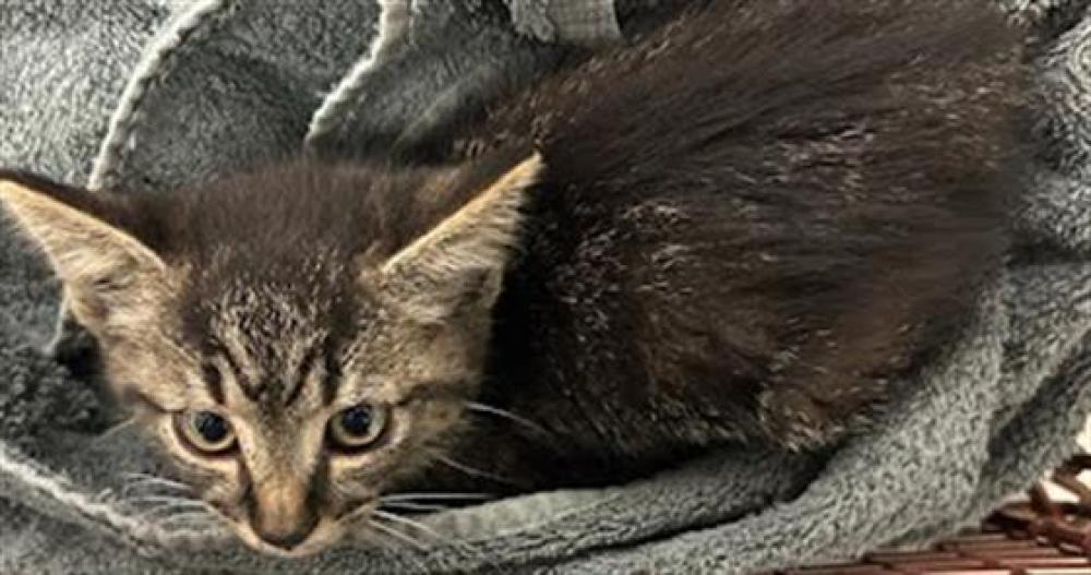Shelter Stray Male Cat last seen Near BLOCK W. 35TH ST, Austin, TX 78702