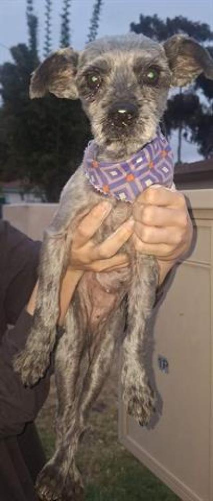 Shelter Stray Female Dog last seen GROVE AND FLORIDA ST, Chula Vista, CA 91911