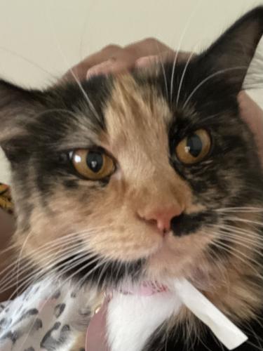Lost Female Cat last seen strawhat Rd, Owings Mills, MD 21117