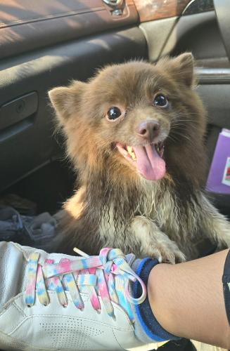 Lost dog reunited in Tool, TX