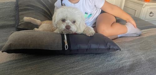 Lost Female Dog last seen Nevada Ave. & Hoover, South Gate, CA 90280