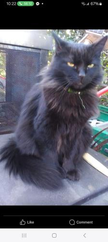 Lost Male Cat last seen Green River Way / Green Eyes/ Green Top, Orangevale, CA 95662