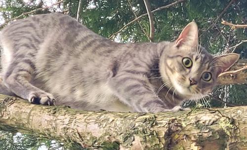 Lost Male Cat last seen Bylsma Rd, East Wiser Lake Rd, Dykstra Rd, Van Dyk Rd, Hannegan Rd., Lynden, WA 98264