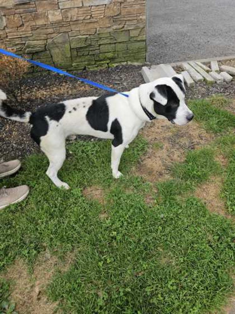 Shelter Stray Male Dog last seen Knox County, TN 37920, Knoxville, TN 37919