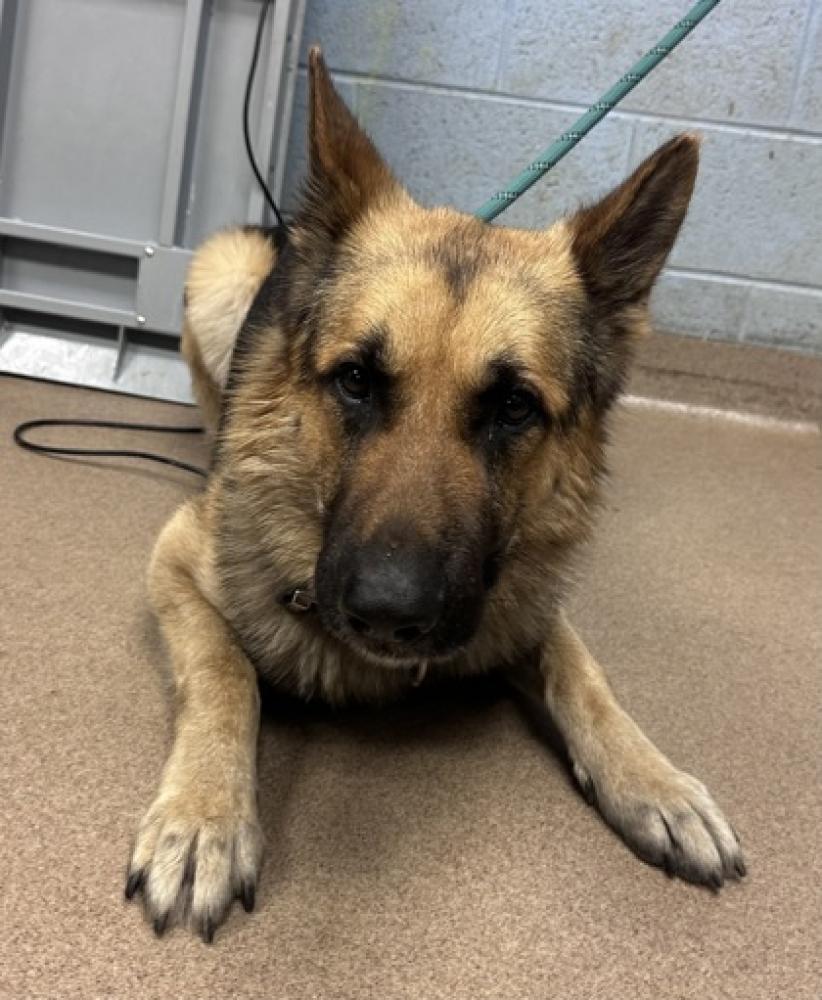 Shelter Stray Male Dog last seen Publix near Dekalb County Animal Shelter, 30341, GA, Chamblee, GA 30341