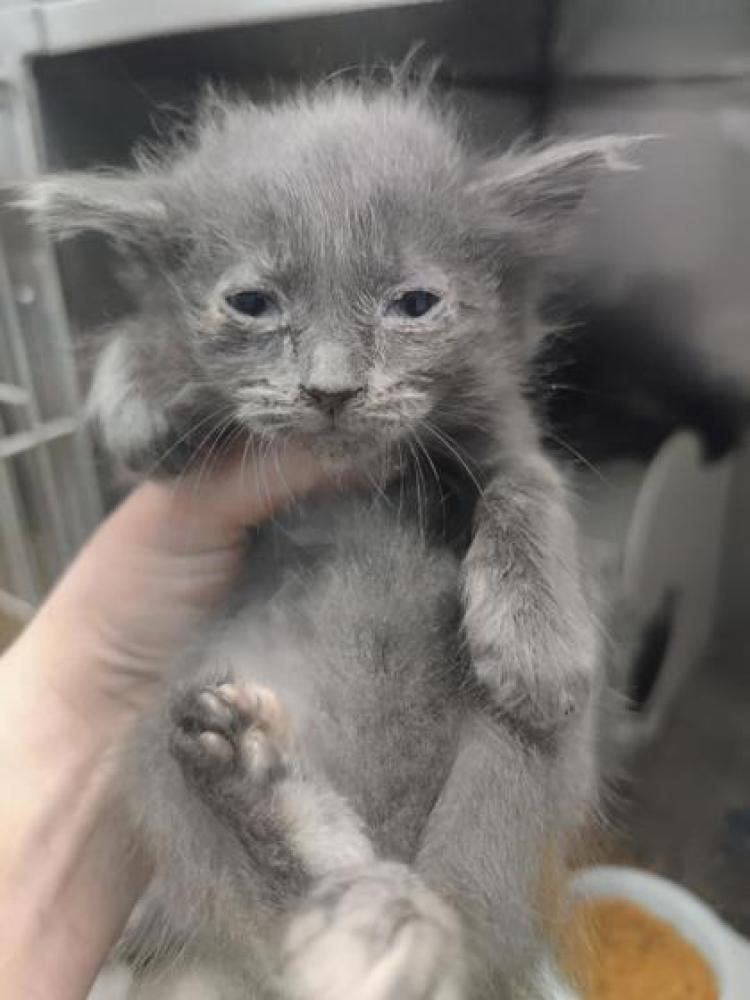 Shelter Stray Female Cat last seen New Bern, NC 28562, New Bern, NC 28562
